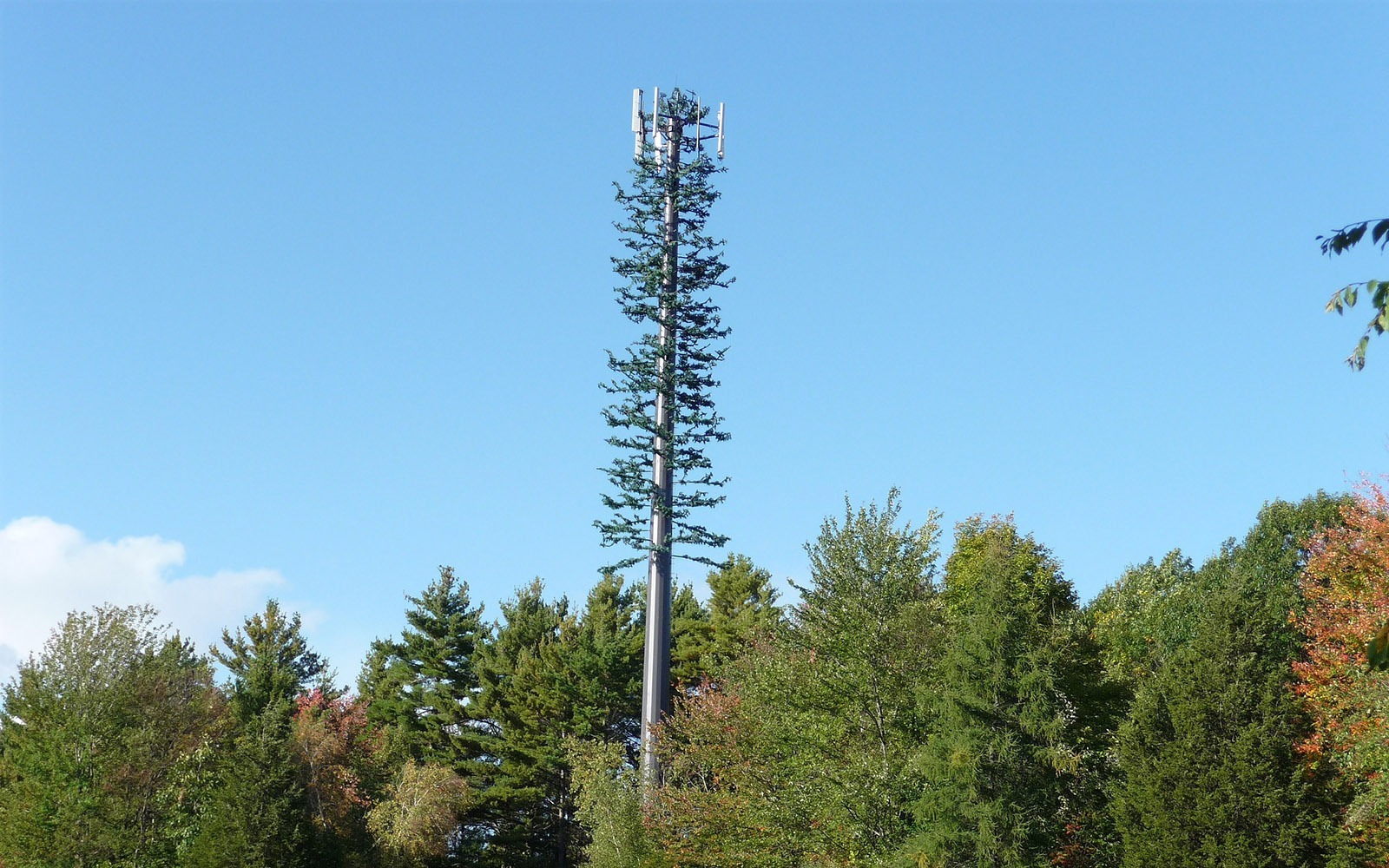 A cell tower disguised as a tree in New Hampshire.