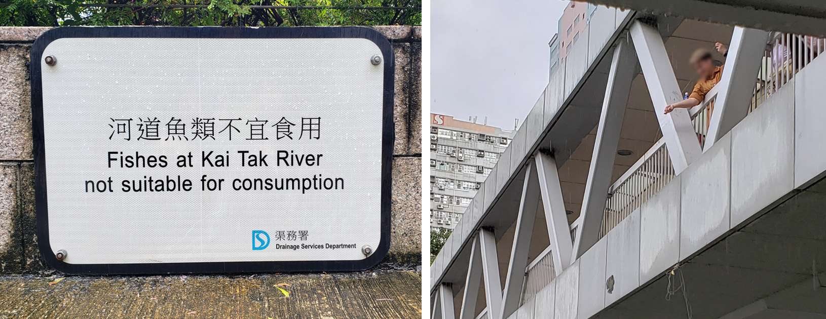 Left: Sign at Kai Tak River warning people not to eat the fish caught there. Right: A person fishing in the Kai Tak River from an overhead footbridge on a rainy day. Photo credit: City Unseen, 2024. 左: 啟德河的告示牌警告市民不要食用在該處捕獲的魚類。右：市民在下雨天從天橋上垂釣於啟德河。圖片來源：香港建解，2024年。